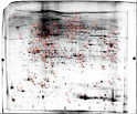 質量分析受託解析サービス/網羅的タンパク質発現変動解析/2次元電気泳動は不要