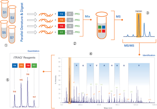 質量分析受託解析/プロテオーム解析/iTRAQ試薬のマルチプレックスワークフロー
