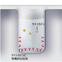 ELISA受託解析/サンドイッチELISAの原理