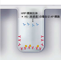 ELISA受託解析/R&D Systems/RayBiotech/GE healthcare/Phoenix pharmaceuticals/Assay Designs